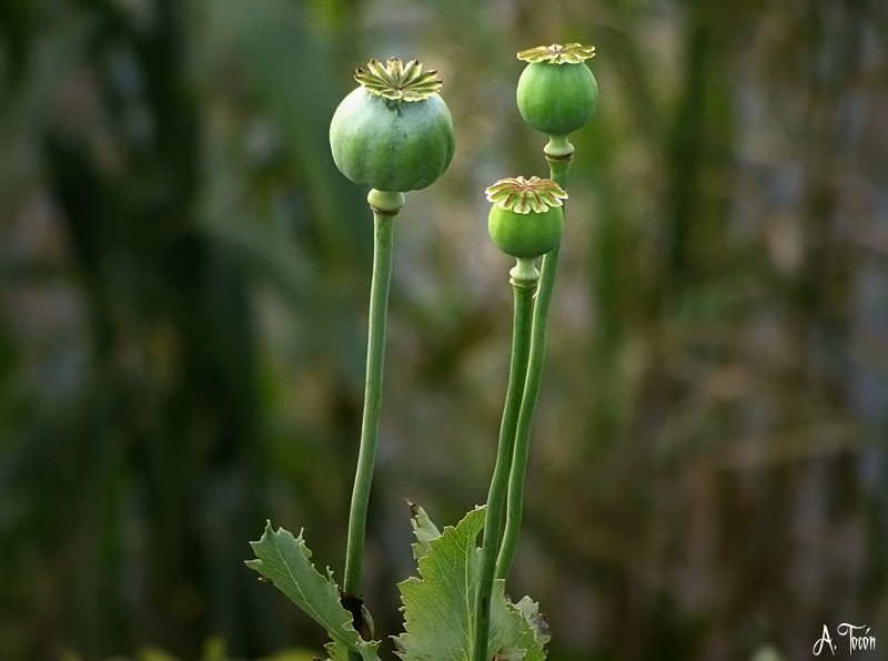 Amapolas60