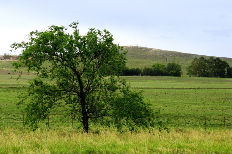 UN ARBOL