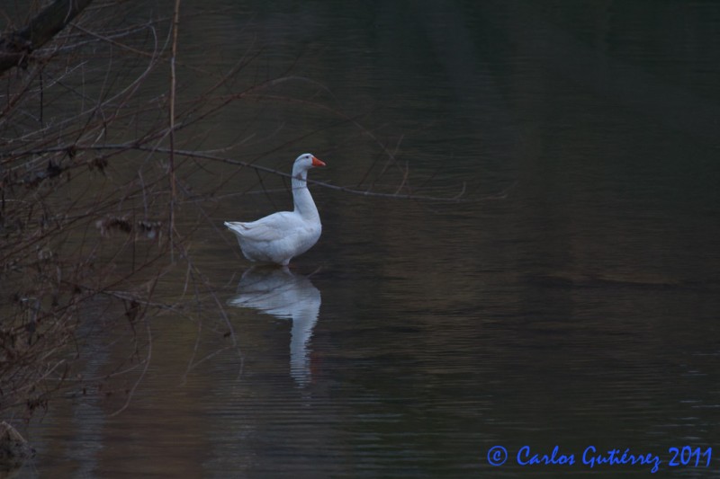 Reflejo