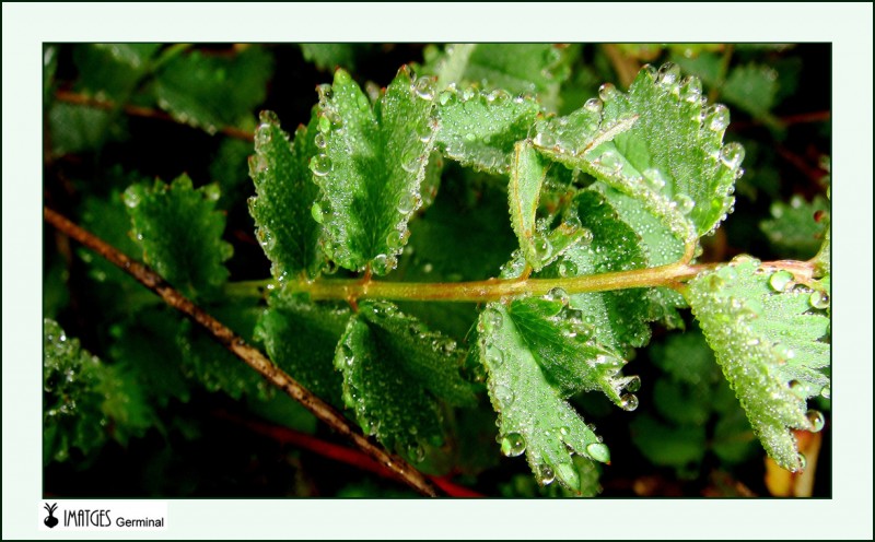 Gotas de rocio 1