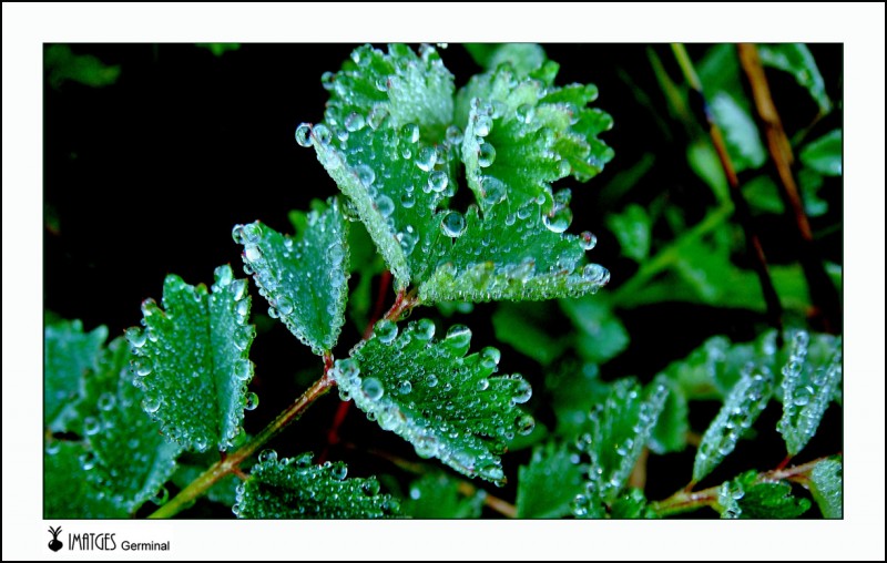 Gotas de rocio 2