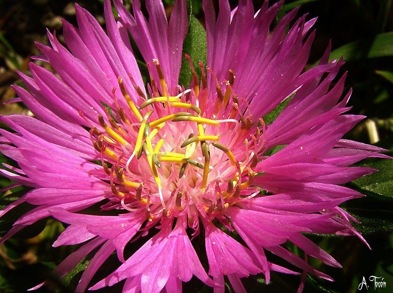 Flor241