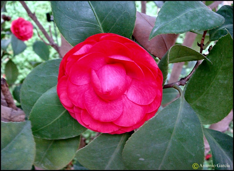 Flor subtropical