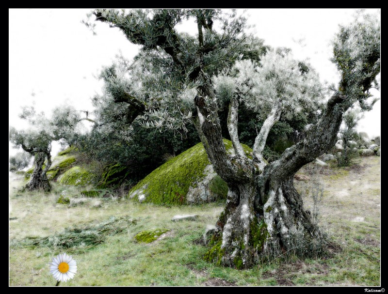 Primavera en el viejo olivar