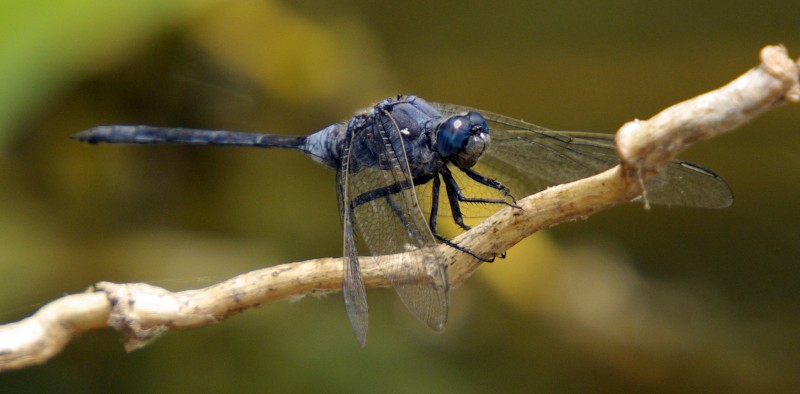 coleoptero azul