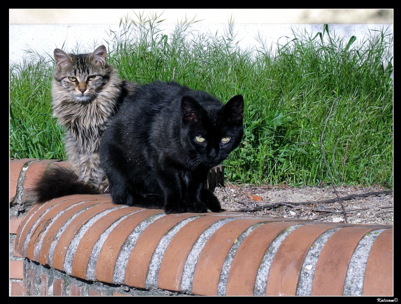 Los otros vecinos de mi barrio.