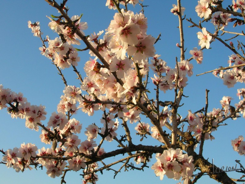 la fuerza de un almendro