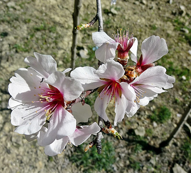 flores 4