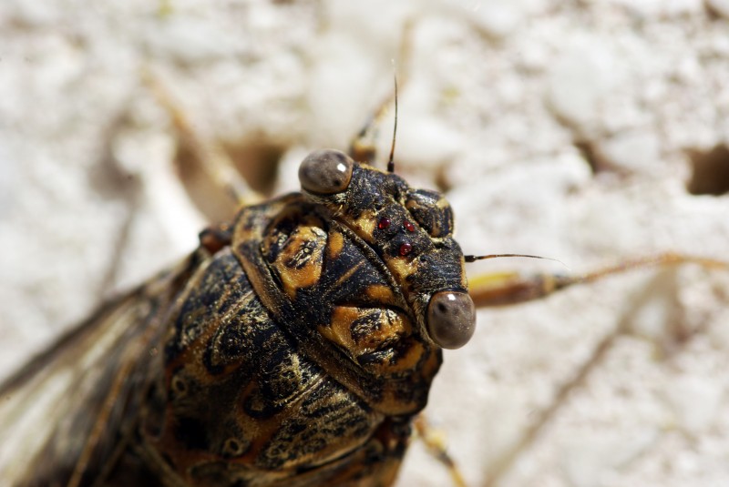 Insecto desconocido