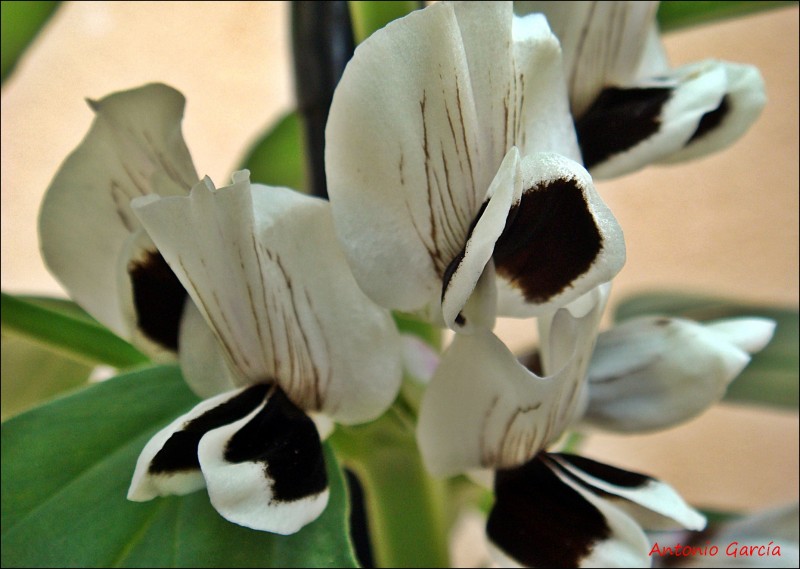 FLOR DE HABA