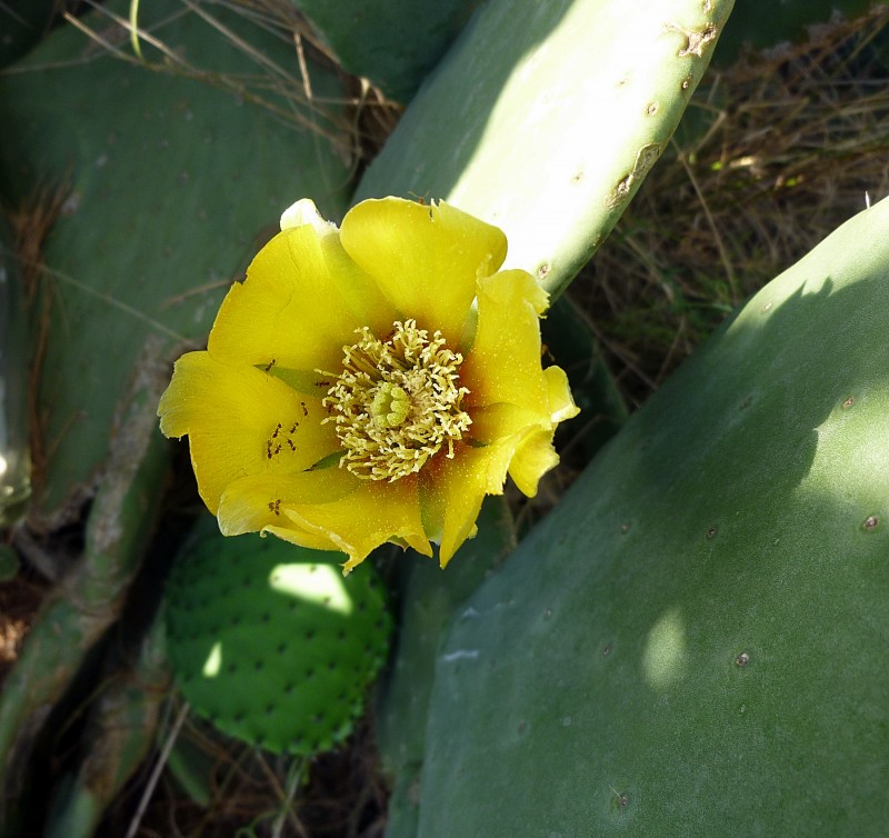 Flor de cactus