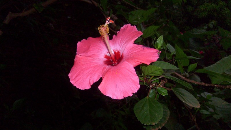 Flor rosa