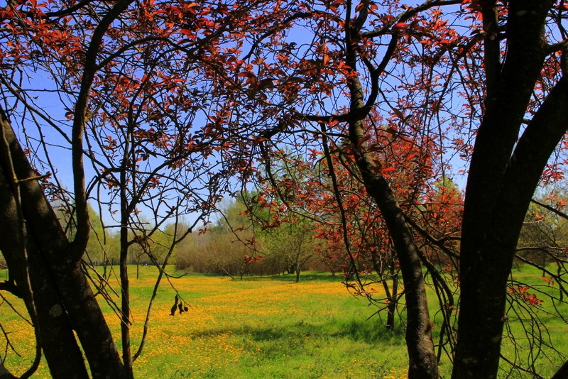 manto primaveral