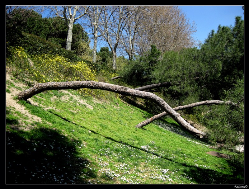 La ladera de los rboles tristes