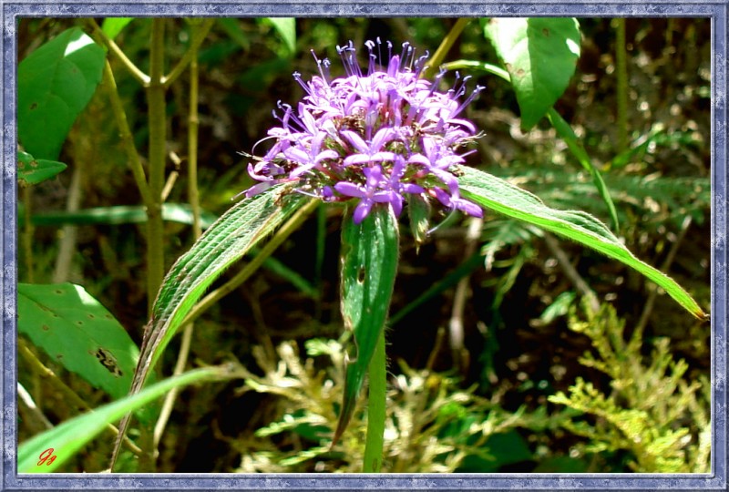 flor silvestre