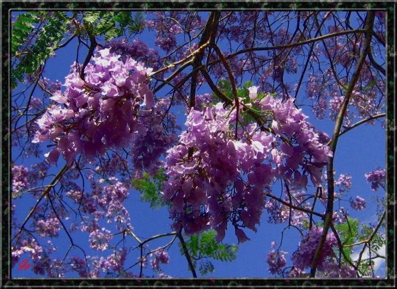 jacarandas