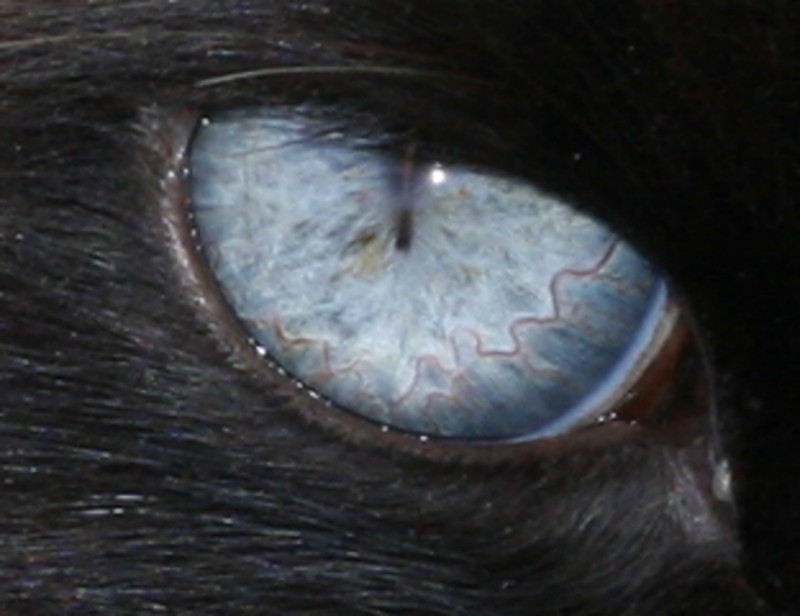 OJO DE GATO