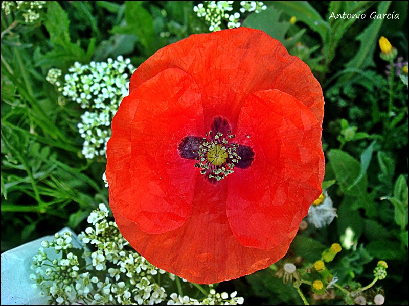 Una amapola tempranilla