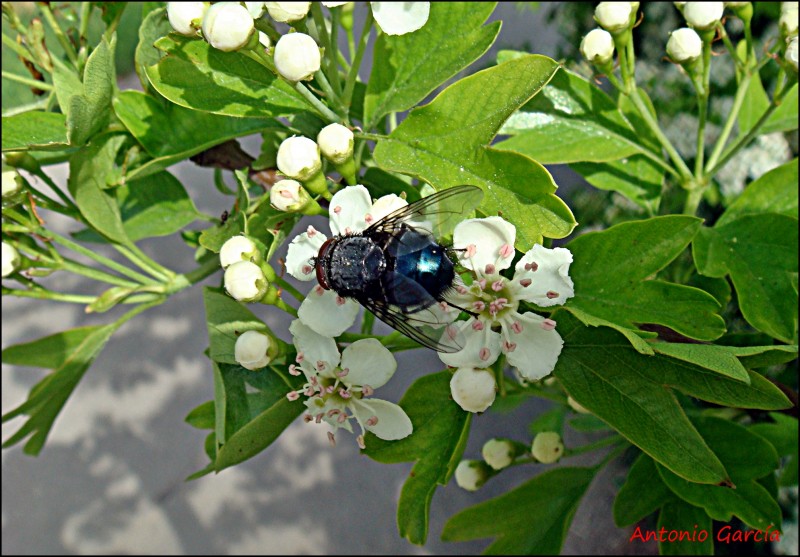 Esta mosca le ha cambiado el olfato