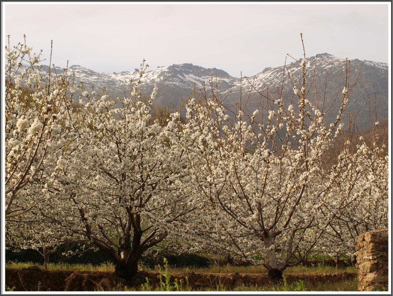 cerezos de nieve