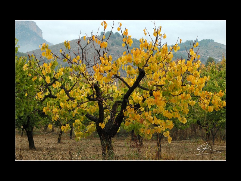 Contrastes de un da gris