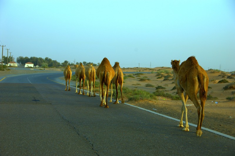 Paseo por la ruta