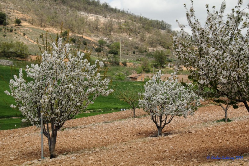 Cerezos en flor