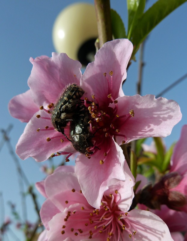 Flor y bicho 40