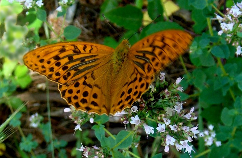 Una mariposa