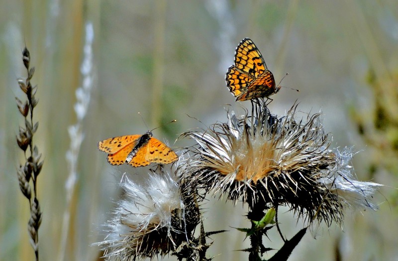 Dos mariposas