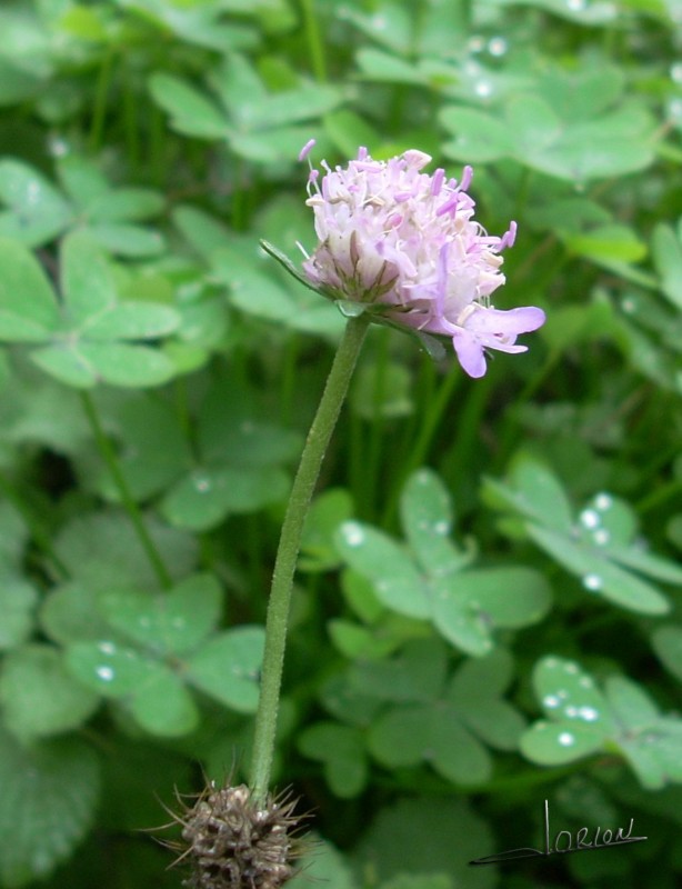 flor solitaria