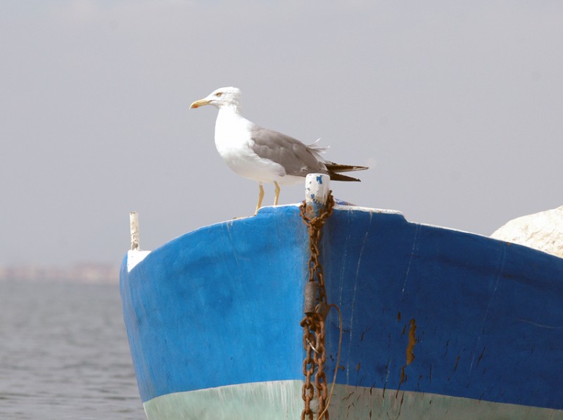 Desde la barca