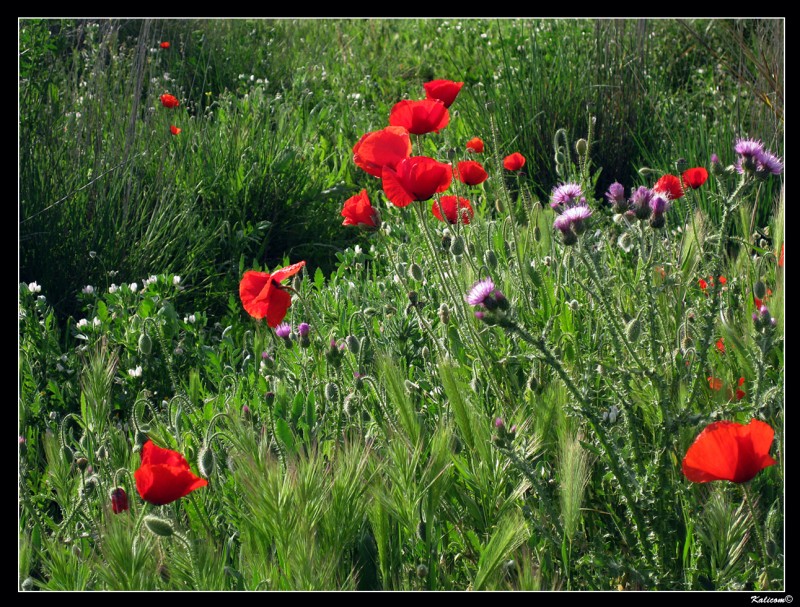 Simplemente primavera 