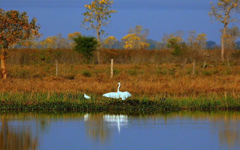 Tajibo