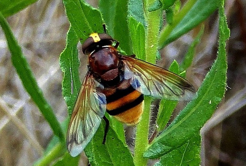 Abeja 3