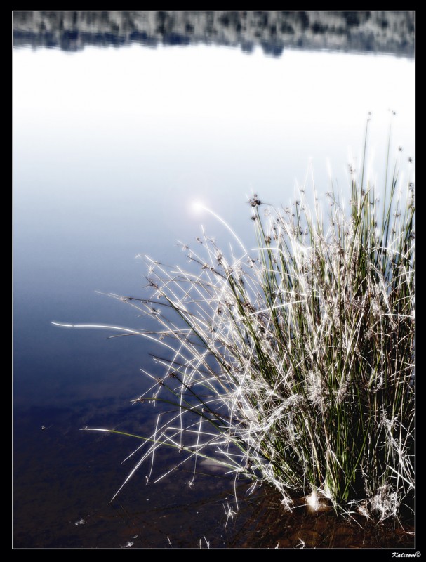 Juncos en el lago de las hadas