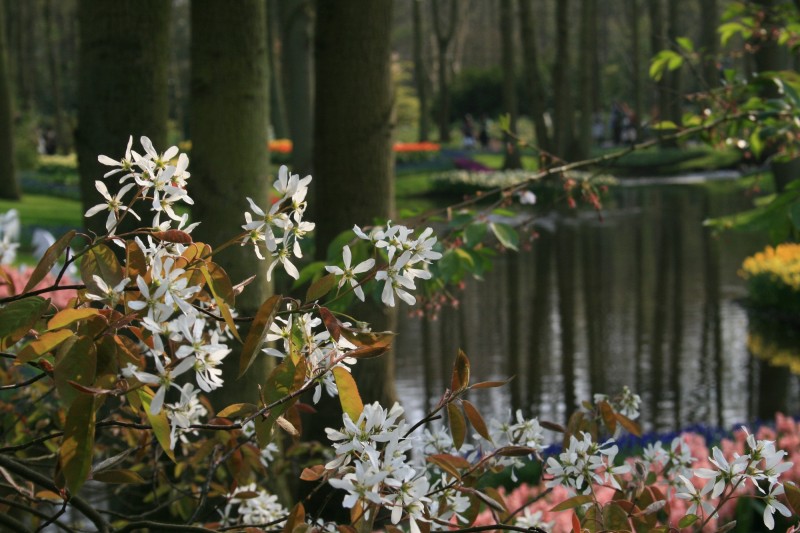 PAISAJE CON FLORES