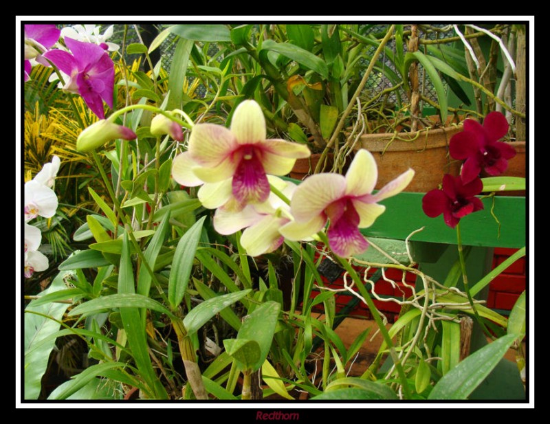 Orquideas en el Botnico de Kandy