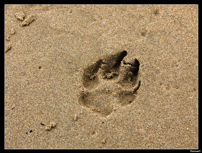 A ellos tambin les gusta la playa