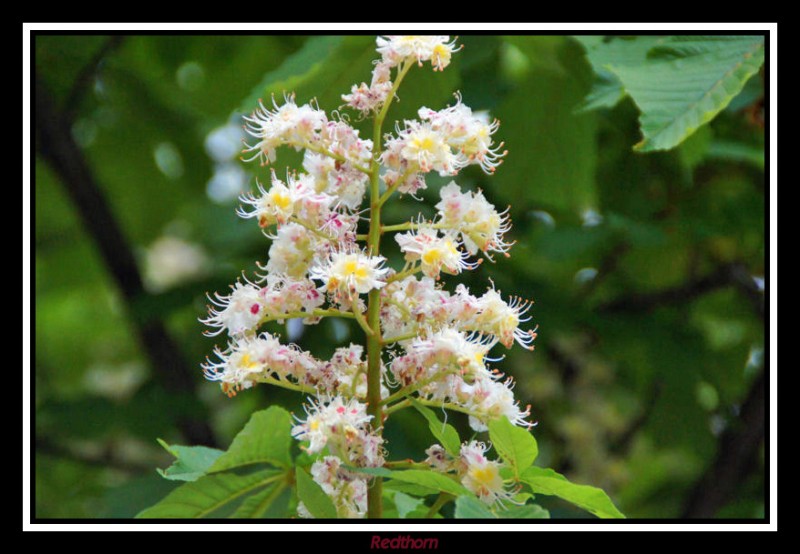 La delicada inflorescencia del Castao de Indias