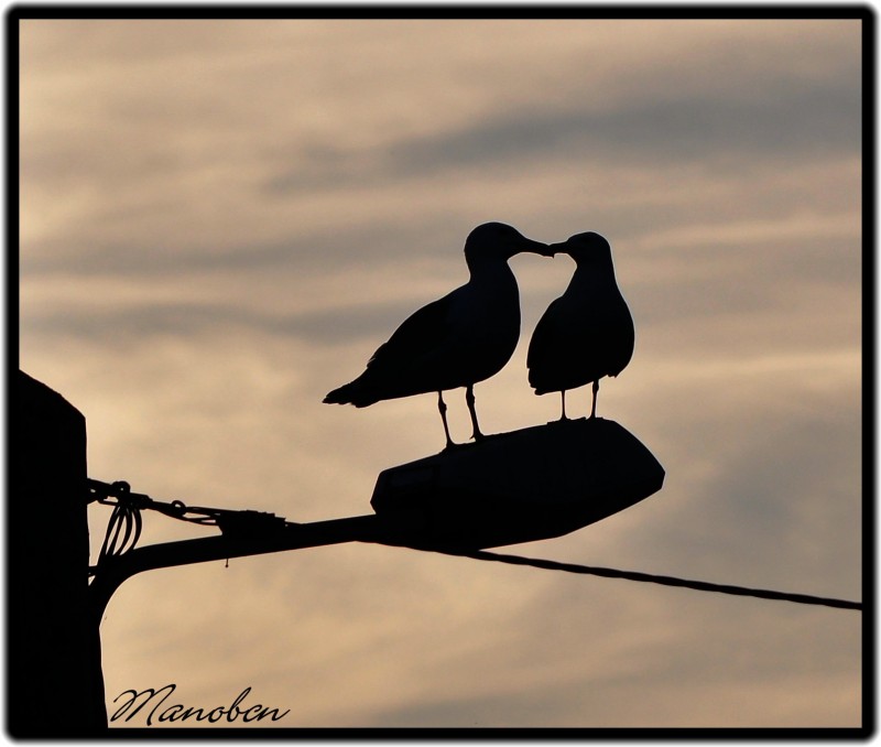 GAVIOTAS