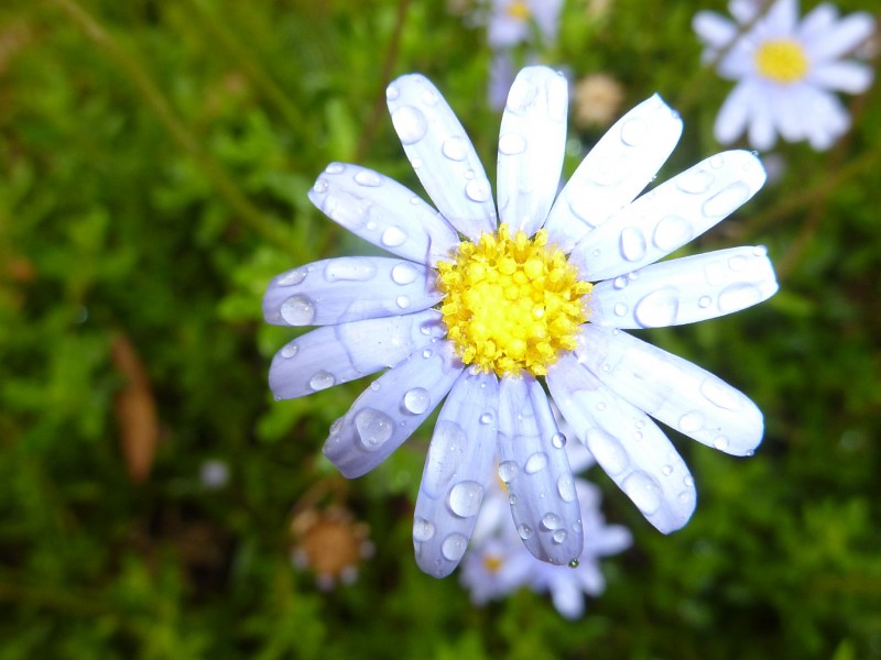 MARGARIDA ( Daisy...On a rainy day)