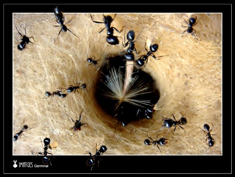 Hormigas inquietas
