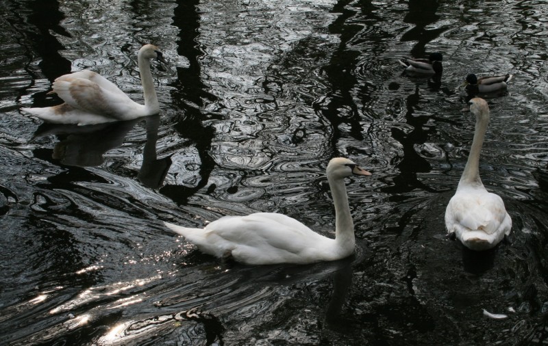 REFLEJOS