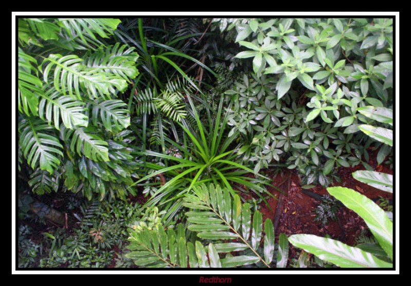 La selva hmeda a nivel del suelo