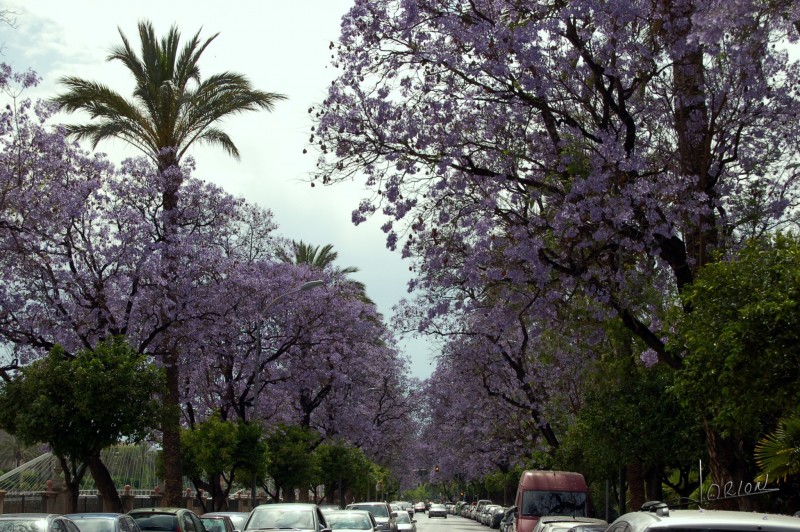 MURCIA PRIMAVERA