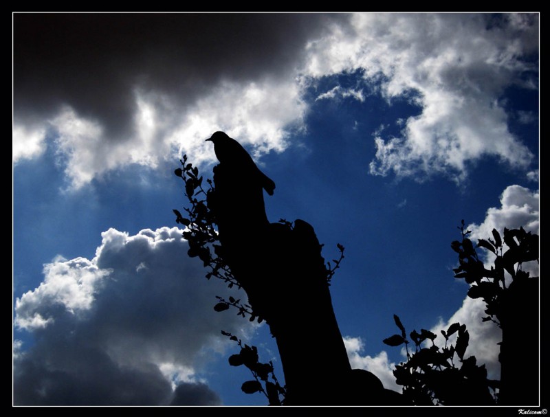 El mirlo de mi jardn prepara su primera guardia