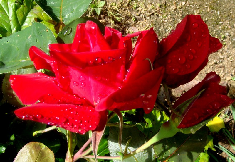 Rosa con gotas de lluvia 1