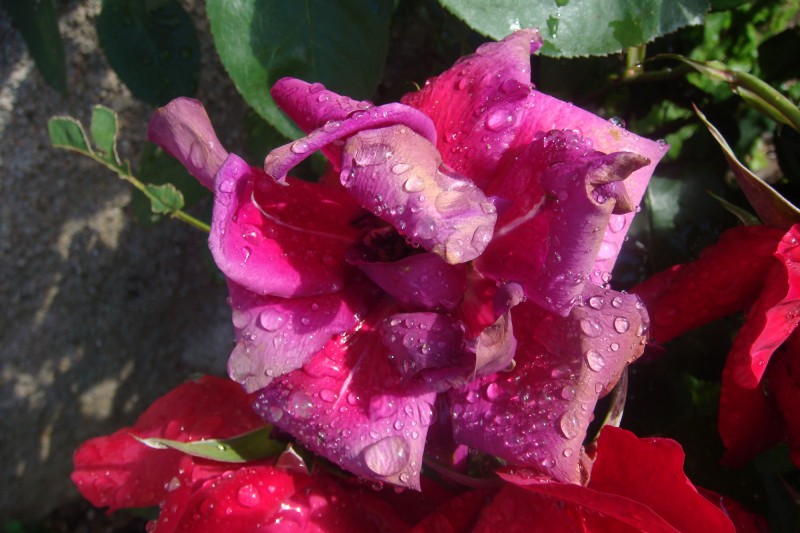 Rosa con gotas de lluvia 2