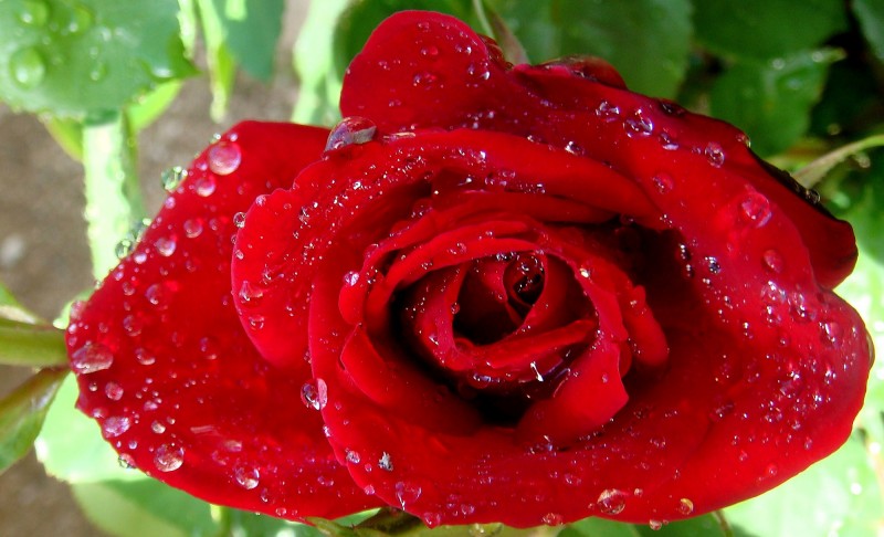 Rosa con gotas de lluvia 3